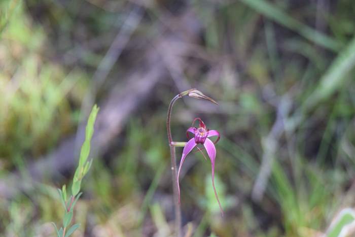 Caladenia - Pink spider orchid DSC_6764.JPG